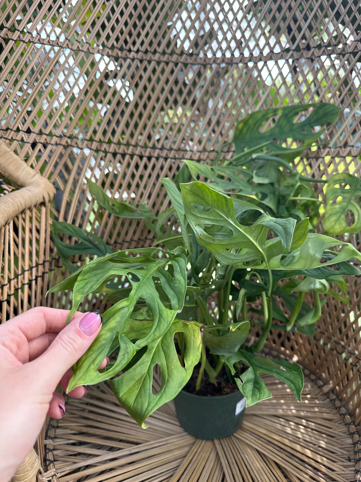 Hand holding a small green Monstera Epipremnioides plant against a wicker chair background