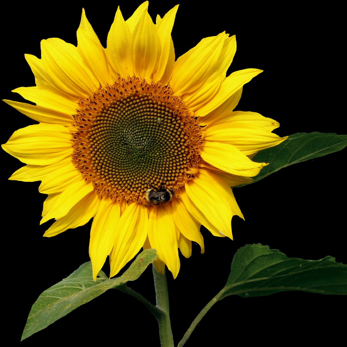 a close up of a bright yellow smiley sunflower with a large dark centre with a black background