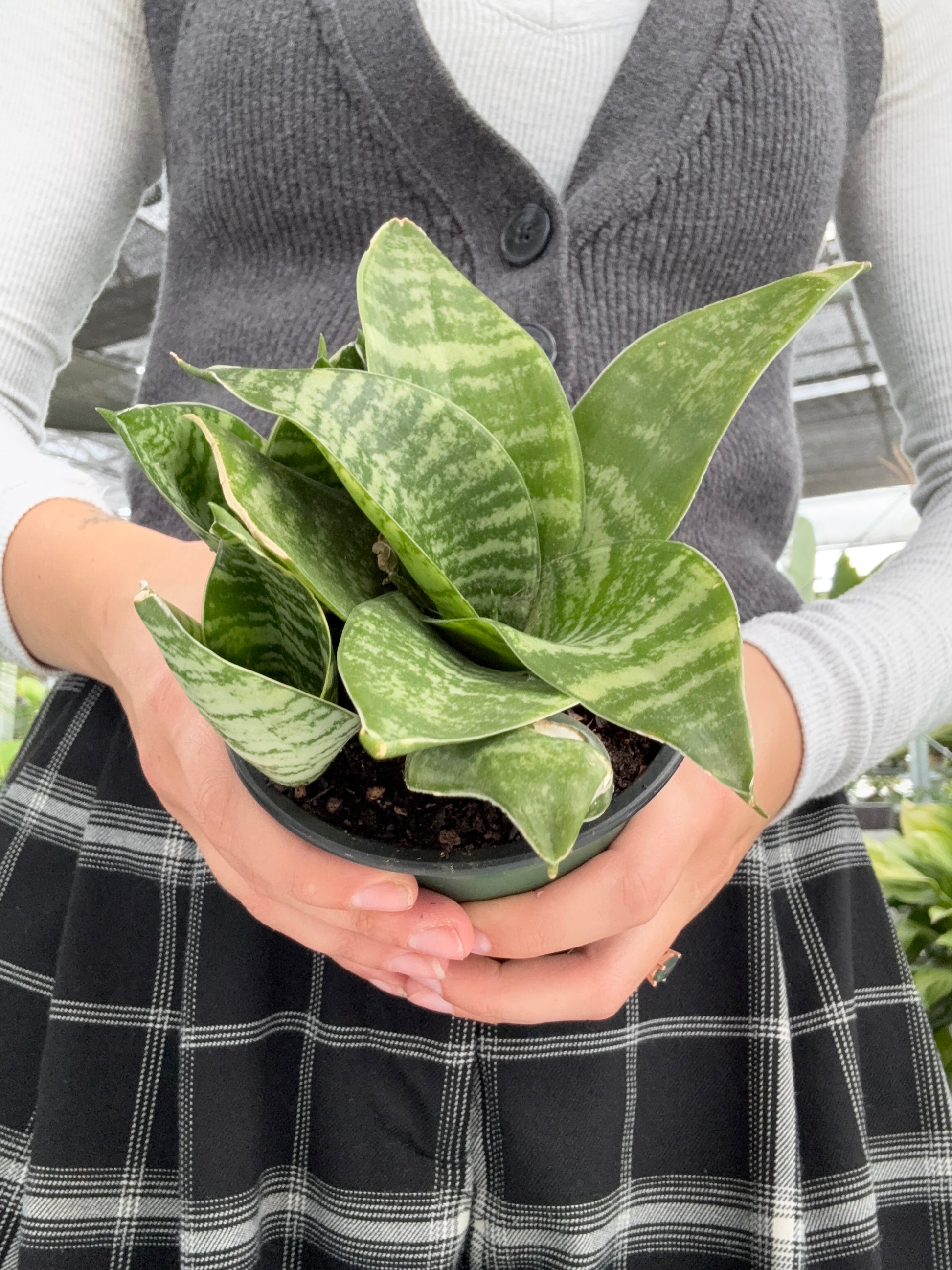 Person holding a potted Snake Plant ‘Green Hahnii’ with a blurred background