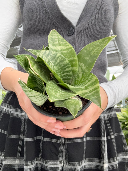 Person holding a potted Snake Plant ‘Green Hahnii’ with a blurred background