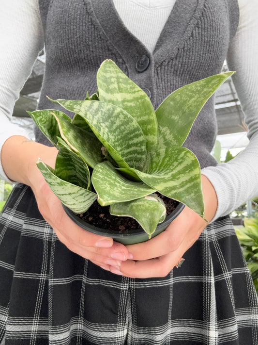 Person holding a potted Snake Plant ‘Green Hahnii’ with a blurred background