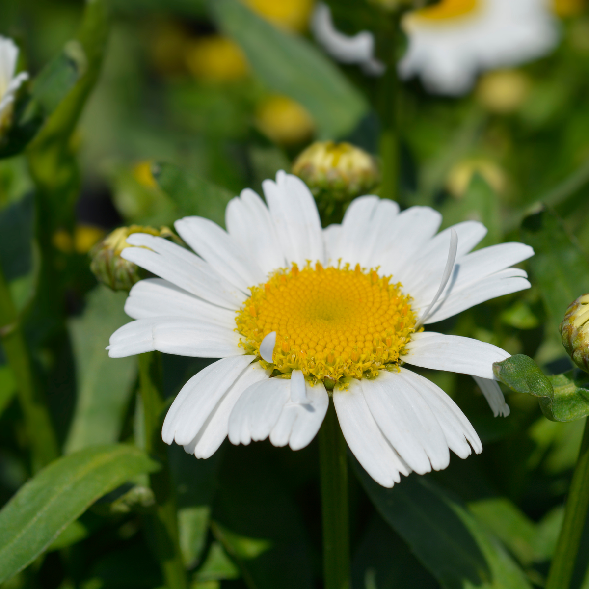 A close-up of a white snow lady shasta daisy flower with a bright yellow center, surrounded by green leaves and blurred buds in a natural outdoor setting.