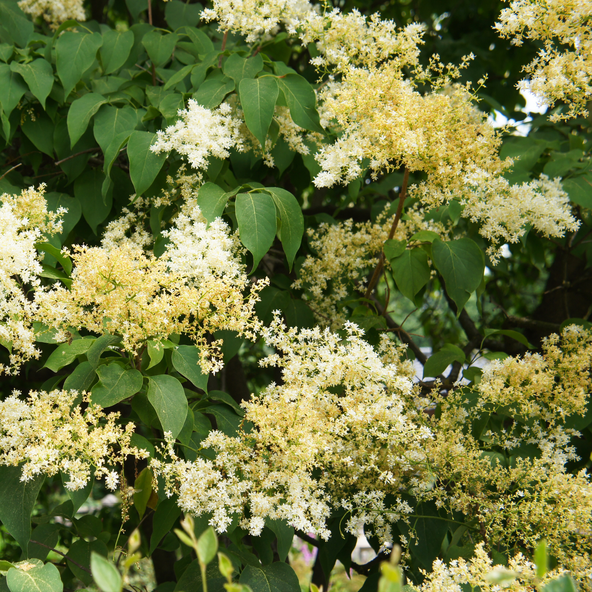 a close up of many yellow and white lilac flowers of a snow dance Japanese lilac tree surrounded by leaves and branches in an outdoor setting