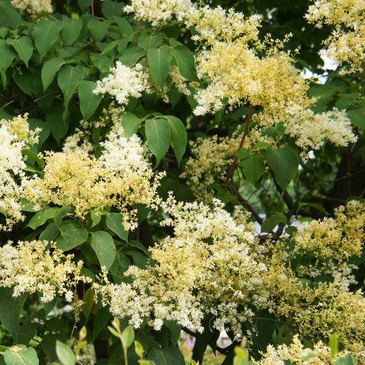 a close up of many yellow and white lilac flowers of a snow dance Japanese lilac tree surrounded by leaves and branches in an outdoor setting