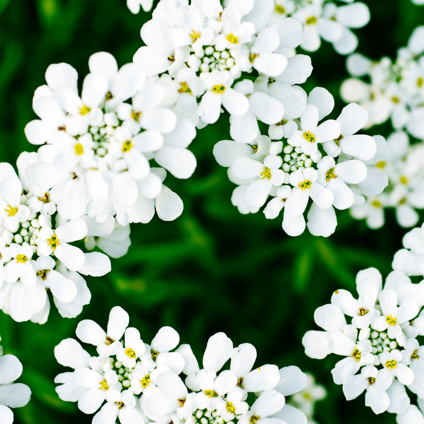 many small pure white snowdrift candytuft flowers with yellow centres against a blurred green background