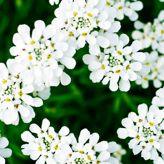 many small pure white snowdrift candytuft flowers with yellow centres against a blurred green background