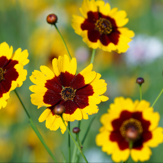 a close up of four brightly coloured solar jewel tickseed flowers with yellow and red petals with a blurred green background