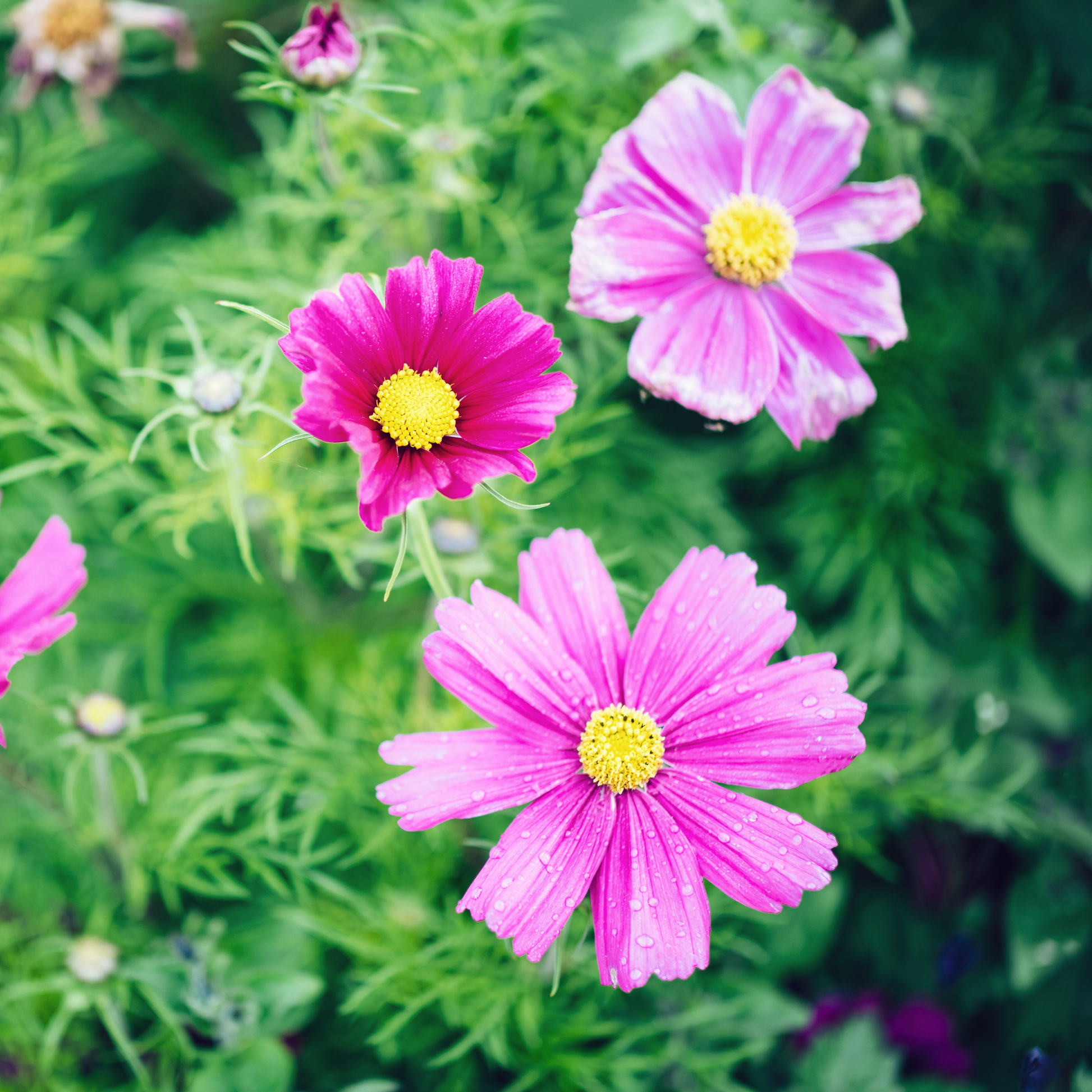 three bright pink sonata mix cosmo flowers surrounded by green leaves in an outdoor garden setting
