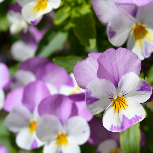 Close-up of purple and white sorbet xp pink wing viola pansies with yellow centers growing in green foliage.