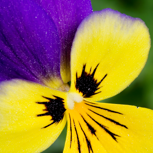 A close-up of a yellow and purple sorbet yellow jump up viola pansy flower with black markings around the center, photographed in bright natural light against a blurred green background.
