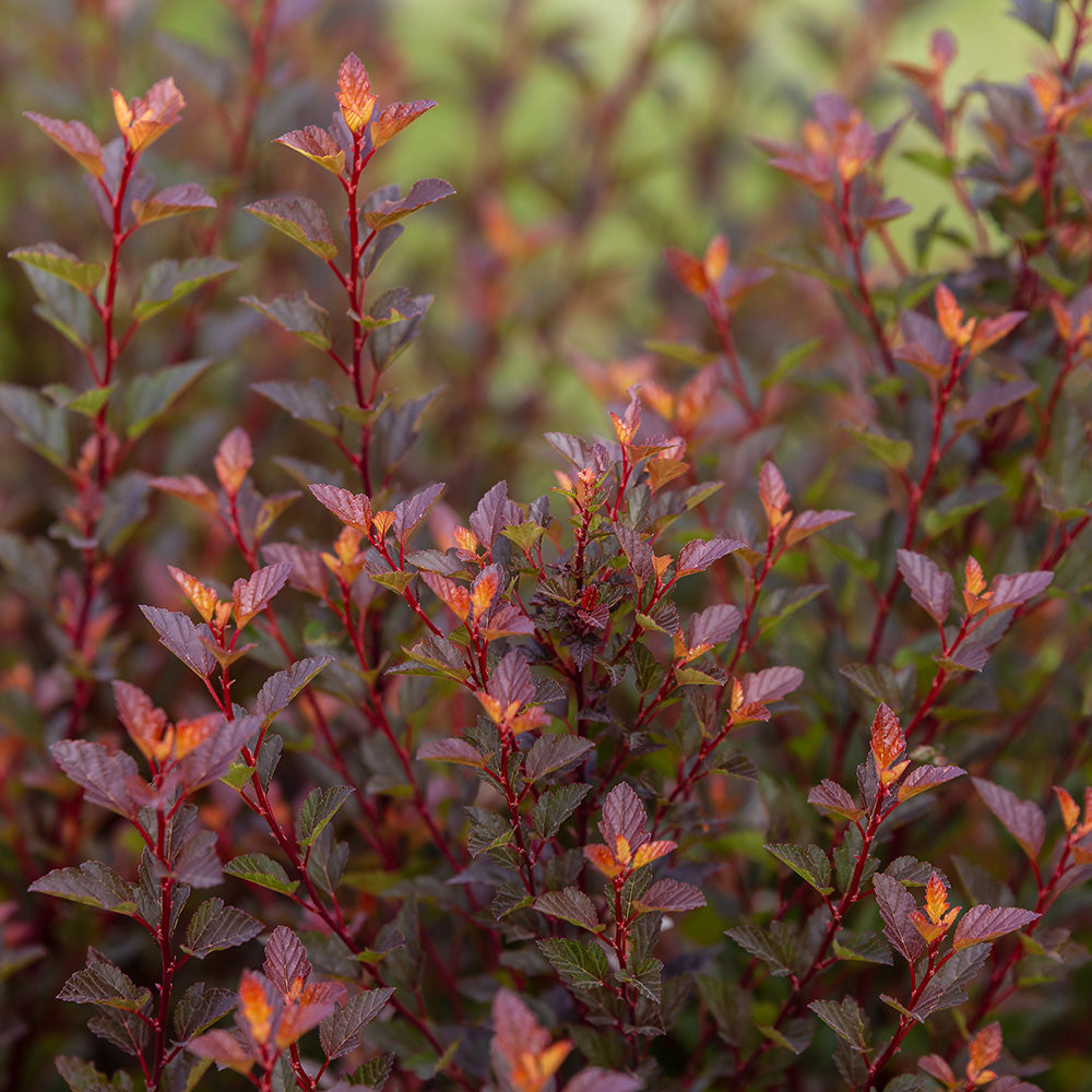 Spicy Devil® Ninebark (FE)