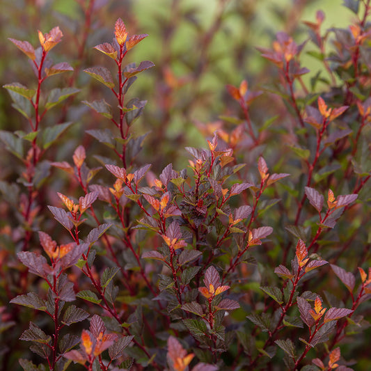 Spicy Devil® Ninebark (FE)