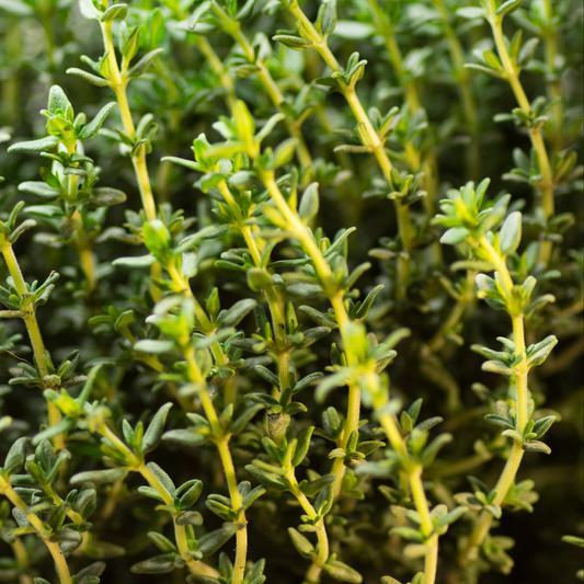 a close up of many herb stocks of spicy orange lemon thyme plants with yellow stems and green leaves