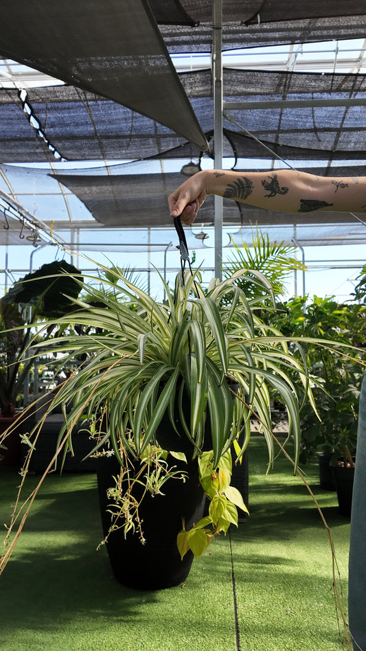 a person holding a potted spider plant in a hanging pot in a green house setting