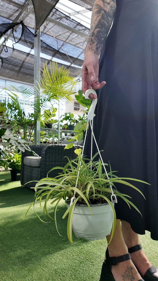 a person holding a potted spider plant curly sue in a greenhouse setting