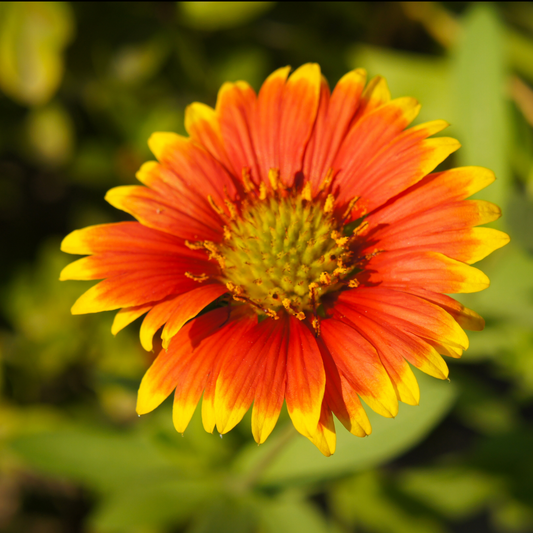 a close up of a bright orange spin top mariachi copper sun blanket flower with bright yellow tipped petals and a dark yellow centre with a soft blurry green background