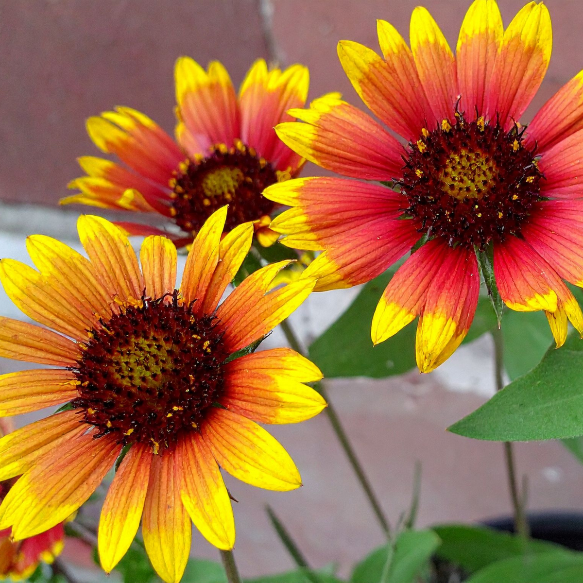 Three spin top orange halo blanket flowers with yellow and red-orange petals and dark brown centers, shown in a close-up garden-style photo with green leaves and a blurred background.