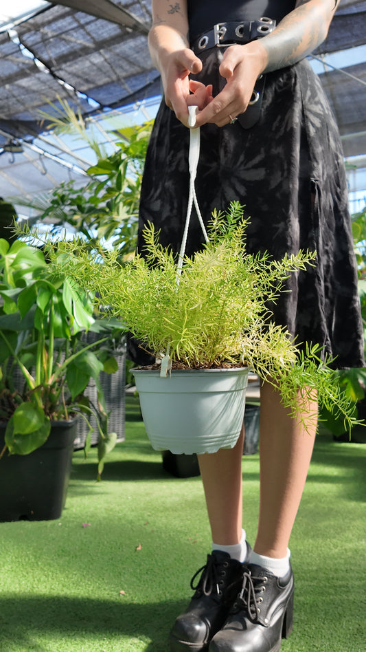 Person holding a potted Sprengeri Fern plant in a greenhouse setting