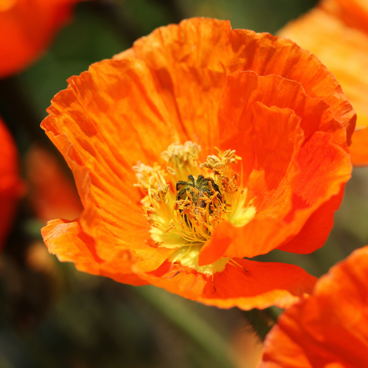 a bright orange spring fever orange Iceland poppy flower with a pale yellow centre surrounded by many more of the same flower