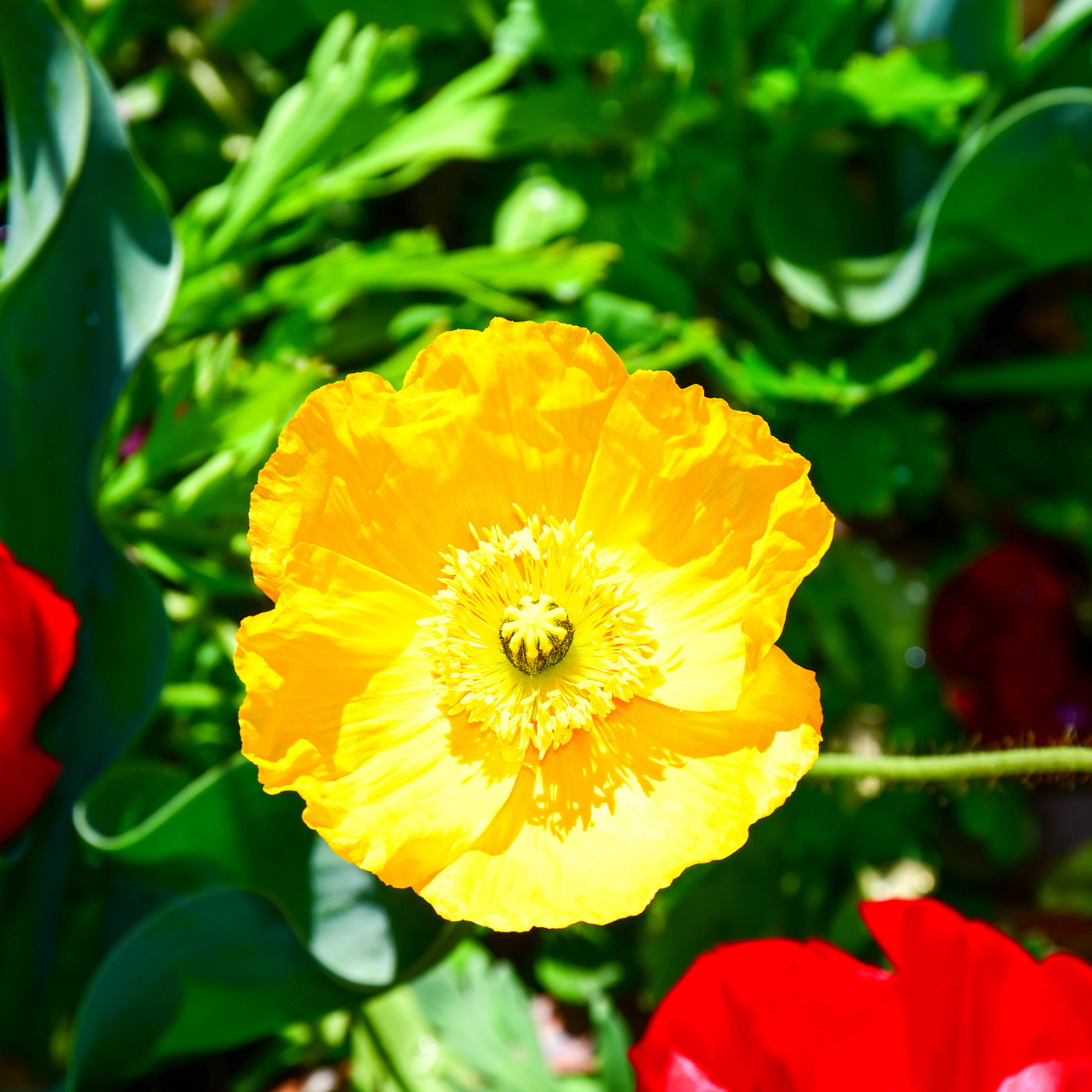 a bright yellow spring fever yellow Iceland poppy flower with a blurred green background