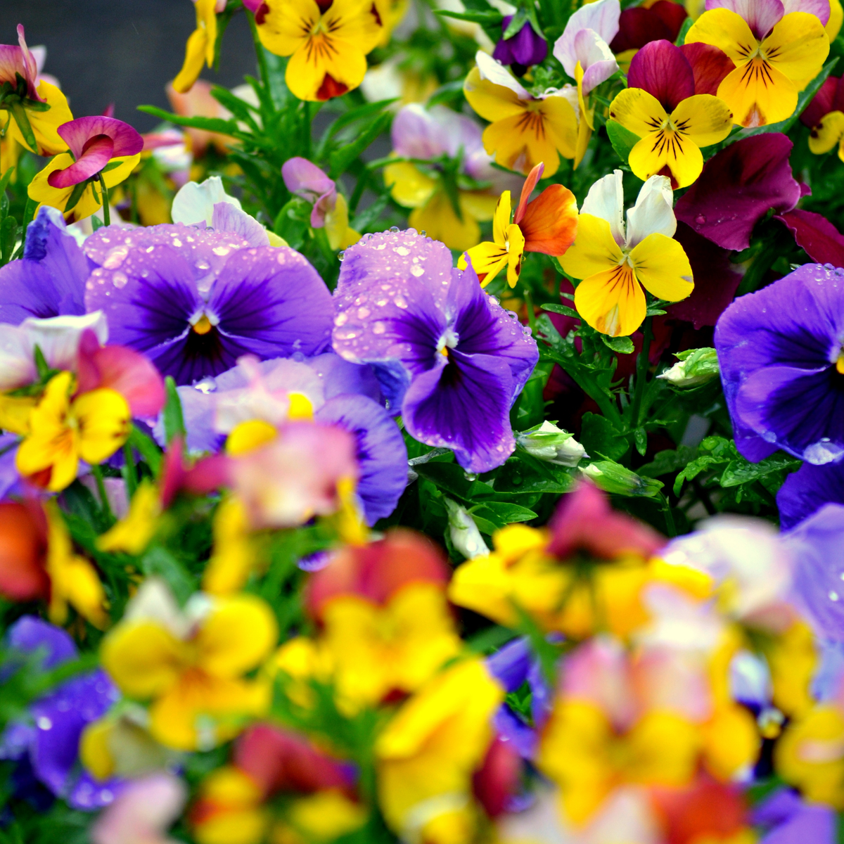 close up brightly coloured spring gandio enchantment mix pansies in an outdoor garden setting