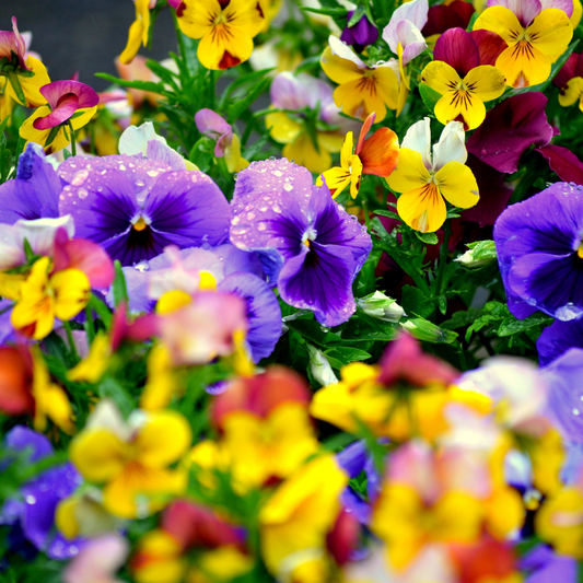 close up brightly coloured spring gandio enchantment mix pansies in an outdoor garden setting