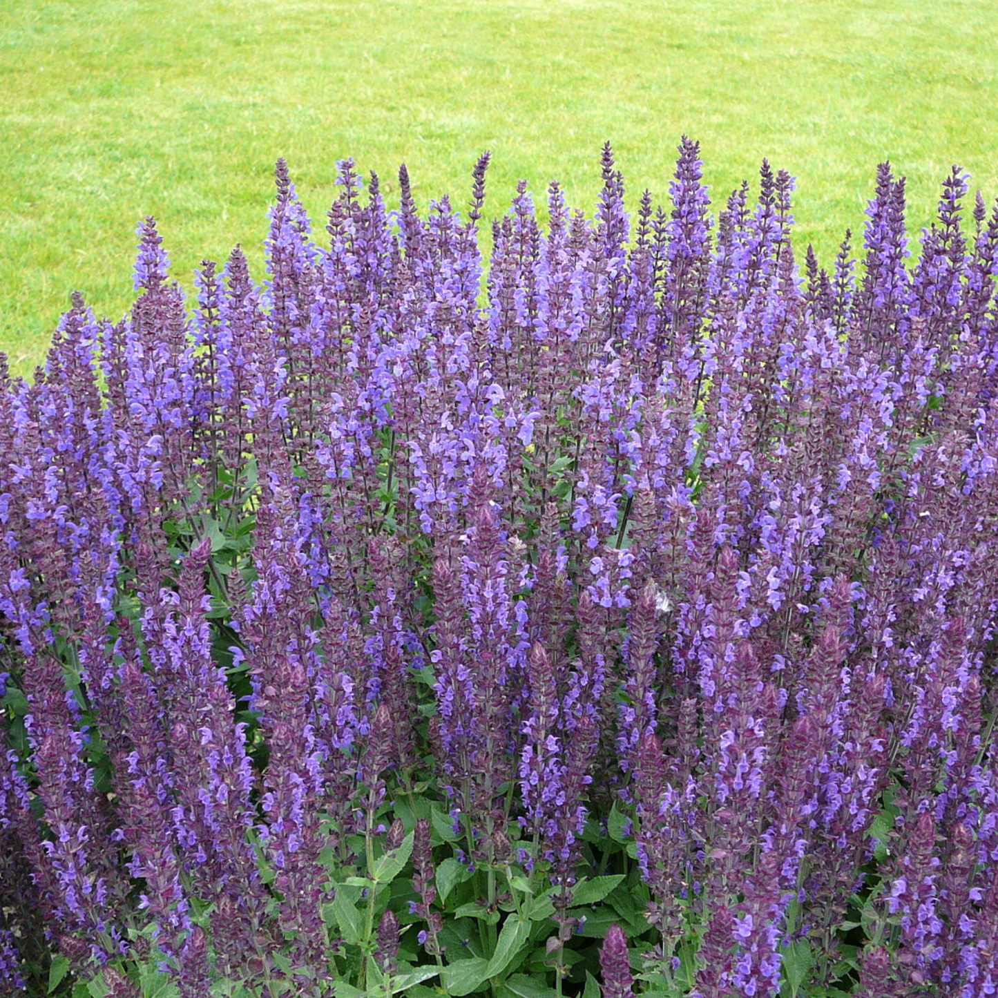 a garden full of pale purple spring king mini rose salvia with flowering stocks and green leaves in an outdoor garden setting