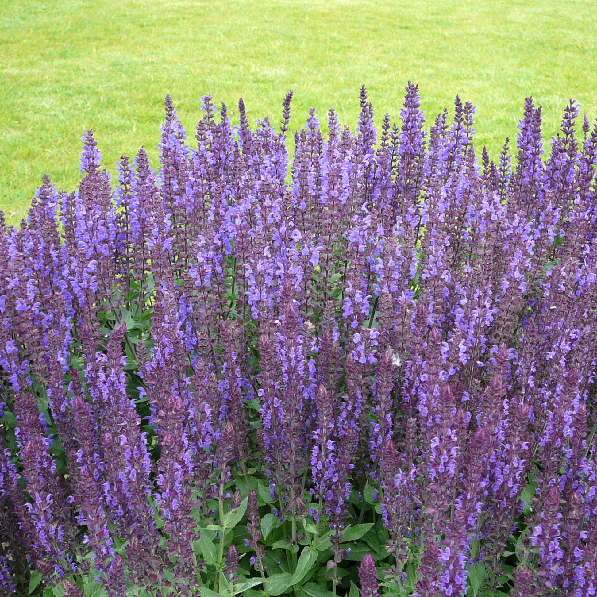 a garden full of pale purple spring king mini rose salvia with flowering stocks and green leaves in an outdoor garden setting