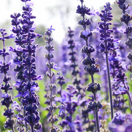 many stocks of bright purple spring king mini salvia flowering plants in an outdoor setting
