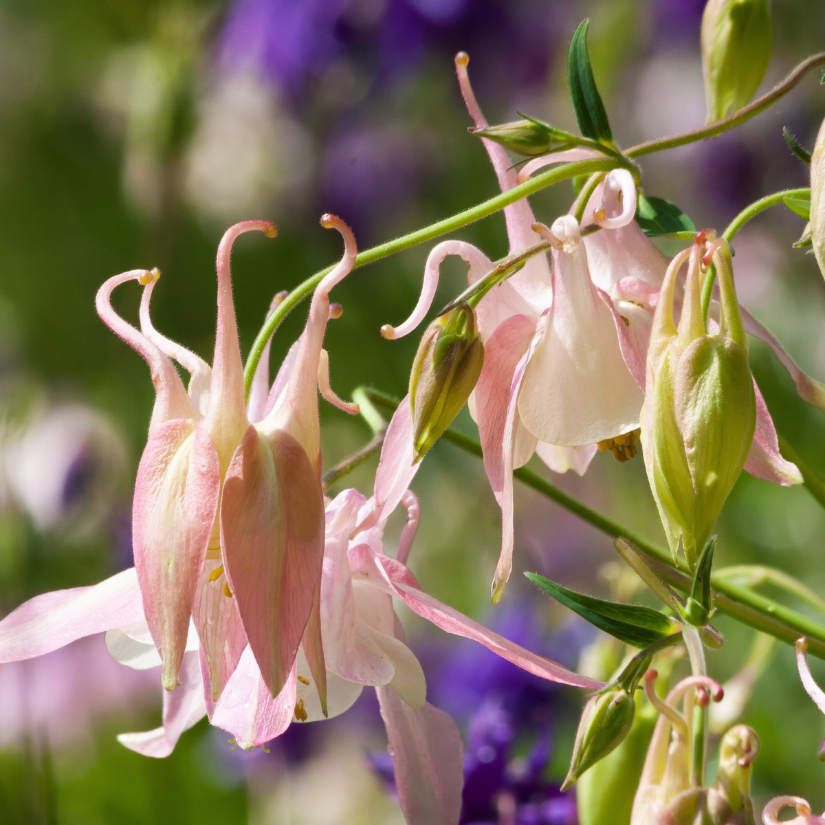 a close up of many pale pink spring mix Columbine flowers f=growing on a green stem with a blurred background in an outdoor setting