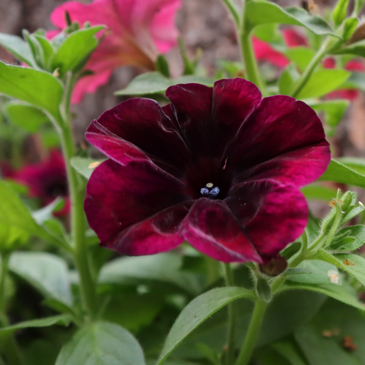 a close up of a deep red start burgundy petunia flower surrounded by greenery and more flowers in an outdoor garden setting
