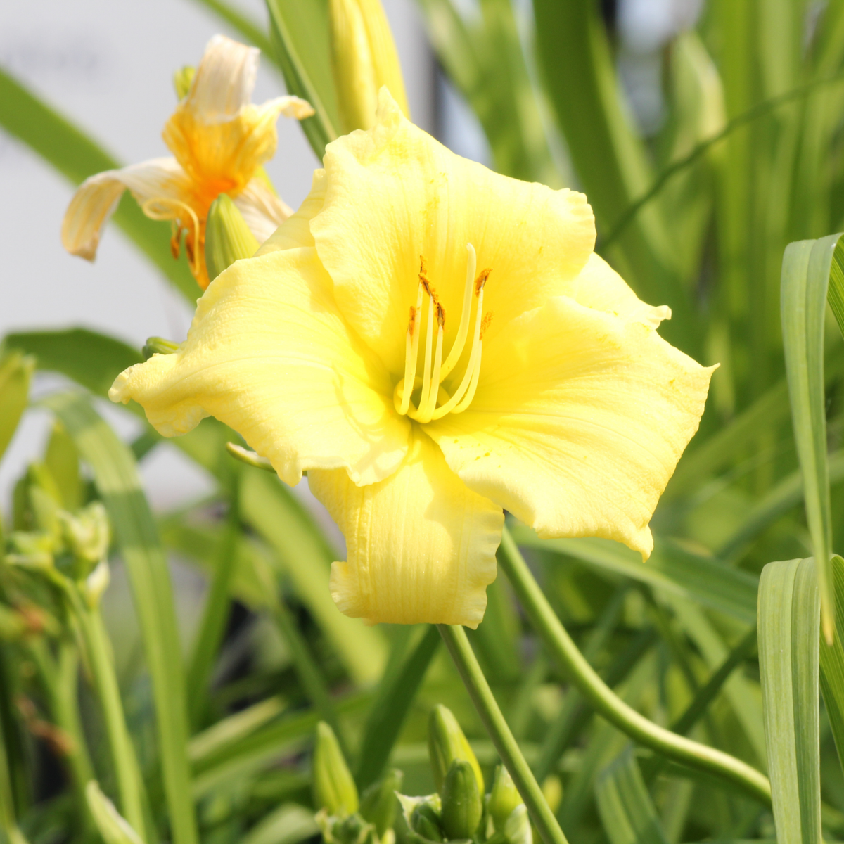 a close up of a pale yellow Stella supreme daylily flower surrounded by outdoor greenery