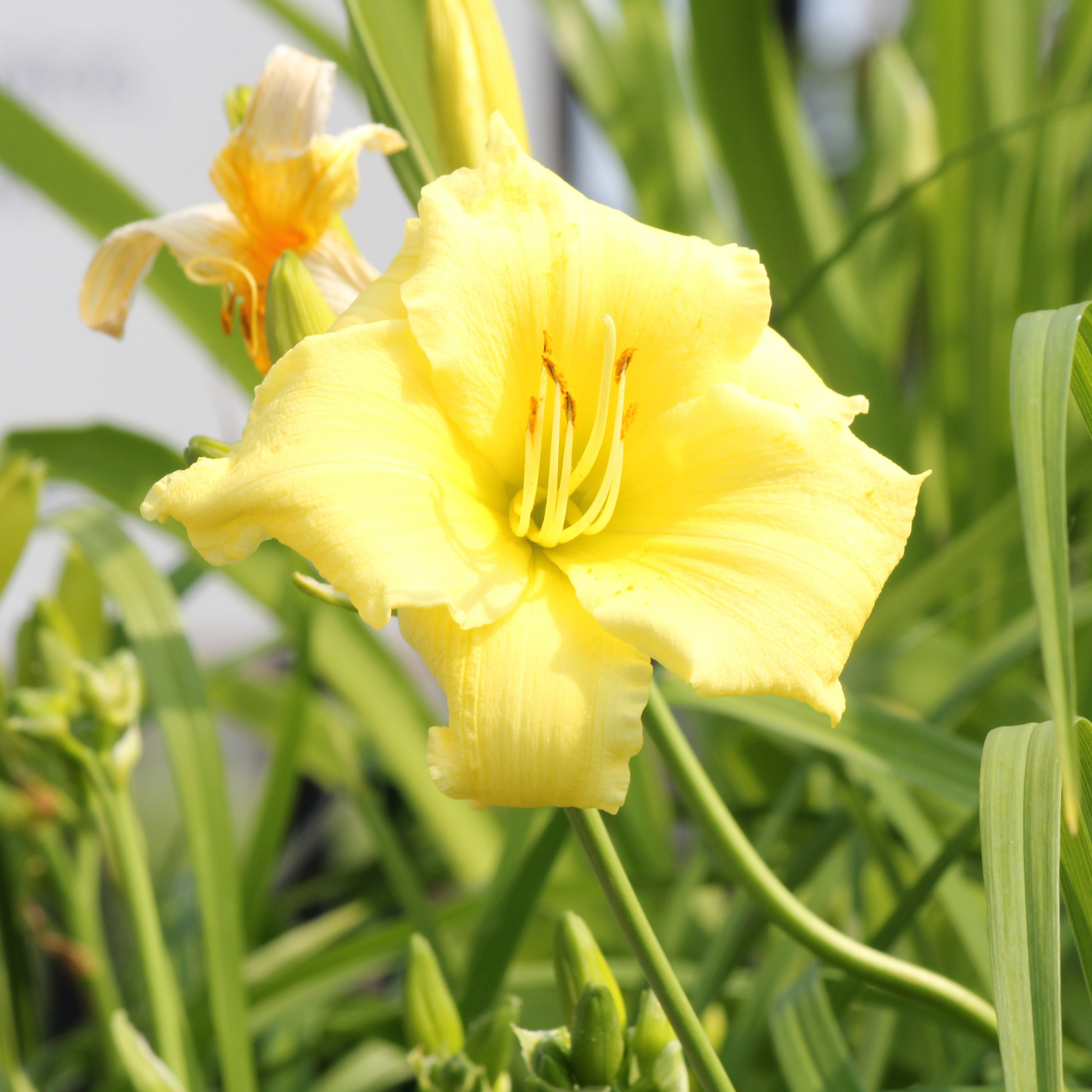 a close up of a pale yellow Stella supreme daylily flower surrounded by outdoor greenery