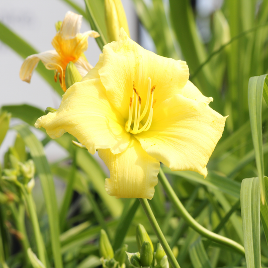 a close up of a pale yellow Stella supreme daylily flower surrounded by outdoor greenery