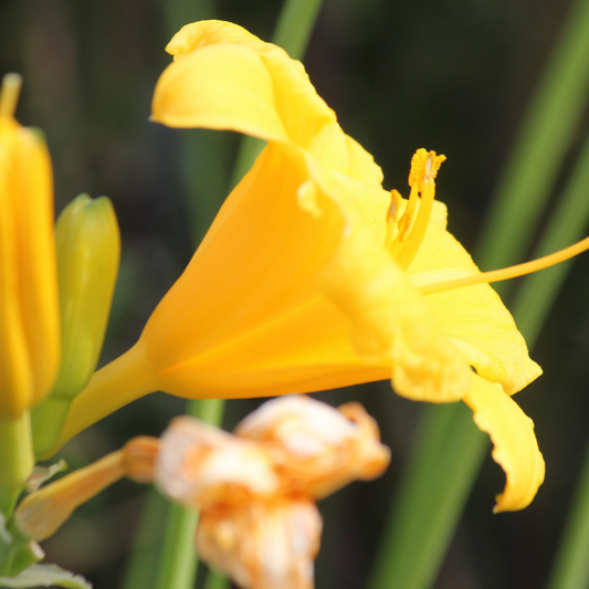A close-up of a bright yellow Stella door daylily flower in bloom with green leaves and stems in the background.