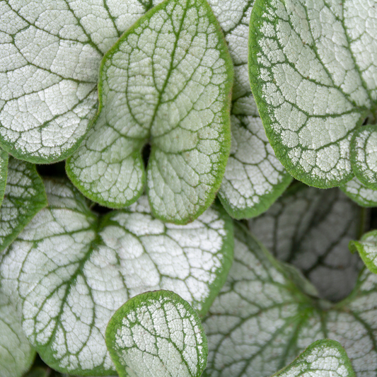 a close up of the river and green leaves of a sterling silver brunnera plant