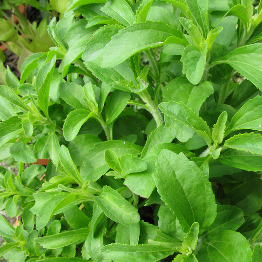 many stocks of stevia plants with bright green leaves in an outdoor garden setting