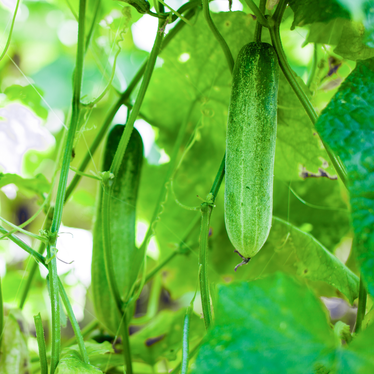 A green straight eight cucumber hanging from a vine among lush green leaves in a garden setting.
