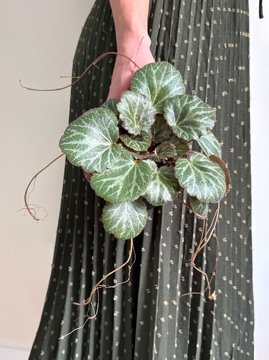Hand holding a small potted Strawberry Begonia plant with green leaves with white veining in a patterned dress against a plain background