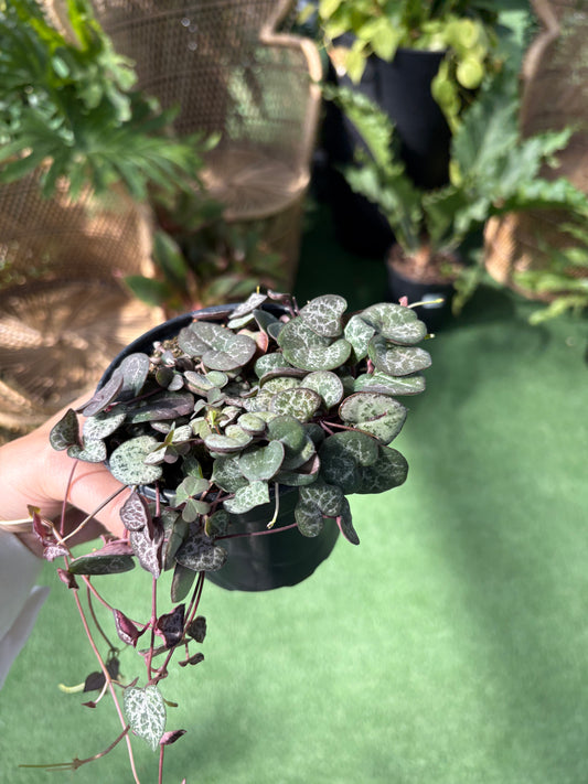 Hand holding a small potted String Of Hearts plant with a blurred green background