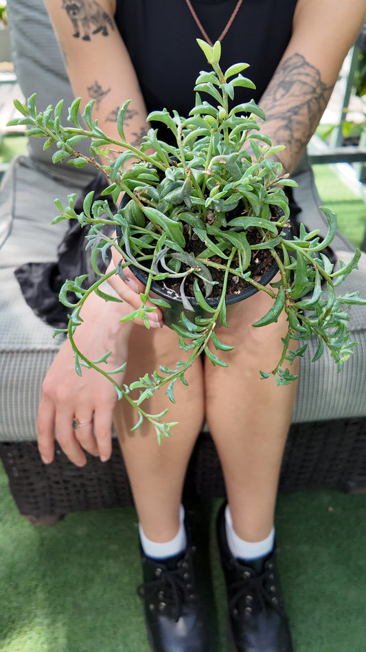 a person holding a potted string of dolphins plant in a greenhouse setting