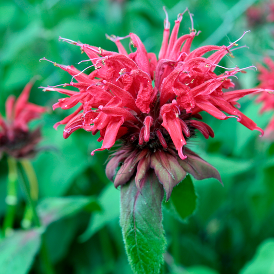 a bright pink sugar buzz cherry pops bee balm flower surrounded by greenery