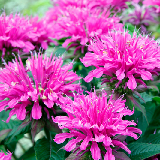 Close-up of bright pink sugar buzz grape gumboil bee balm flowers with green leaves in a garden setting.