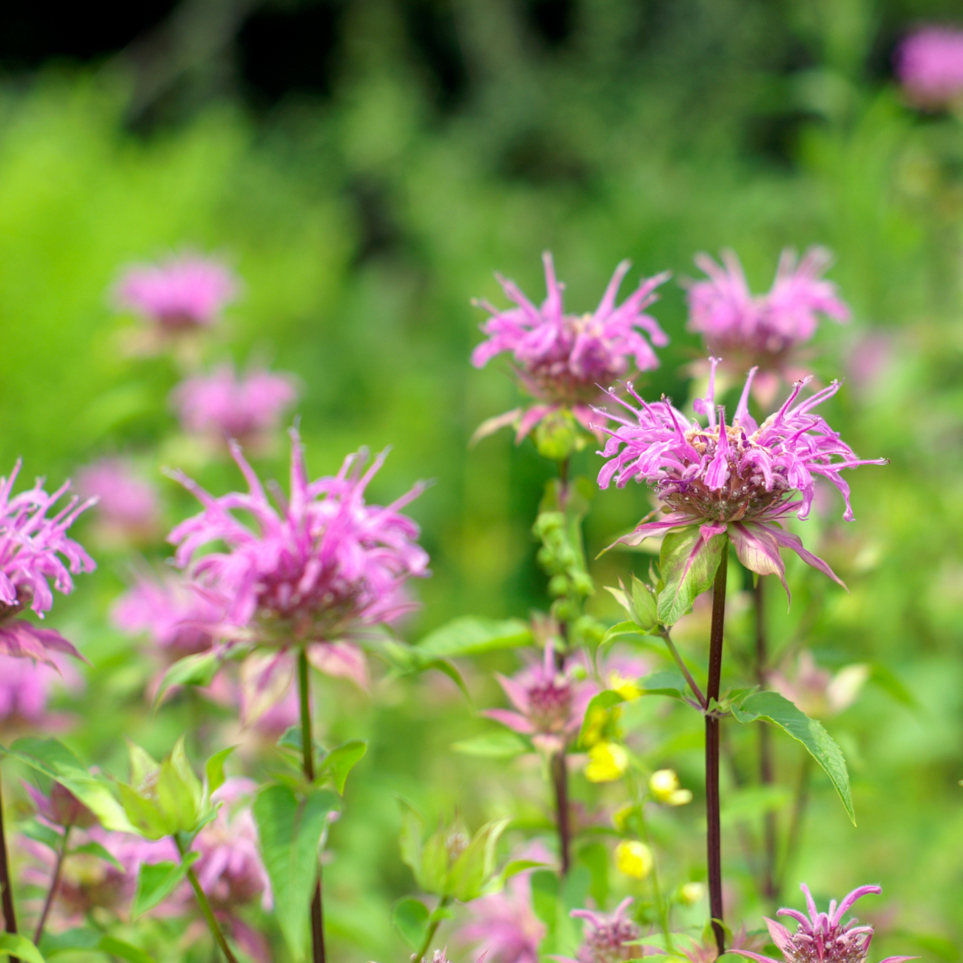 sugar buzz pink frosting bee balm flowers with green leaves in a soft-focus garden setting.