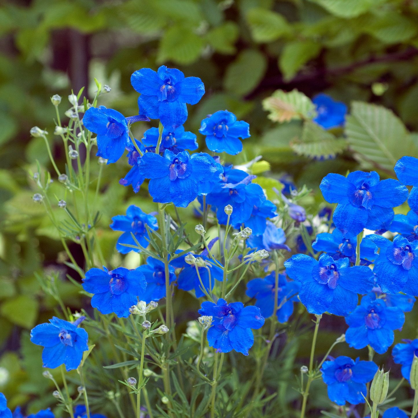 the bright blue flowers of a summer nights dwarf delphinium plant surrounded by greenery
