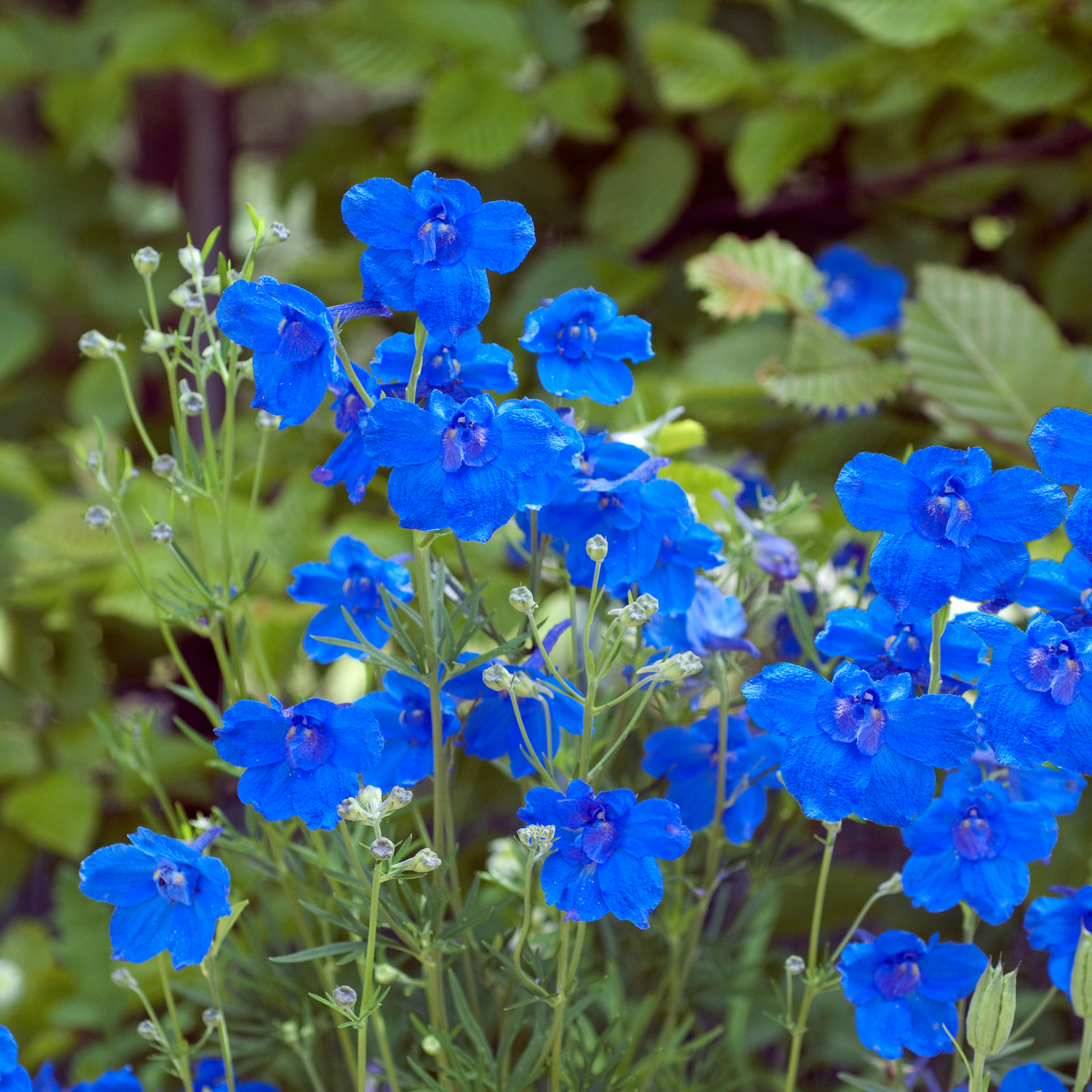 the bright blue flowers of a summer nights dwarf delphinium plant surrounded by greenery
