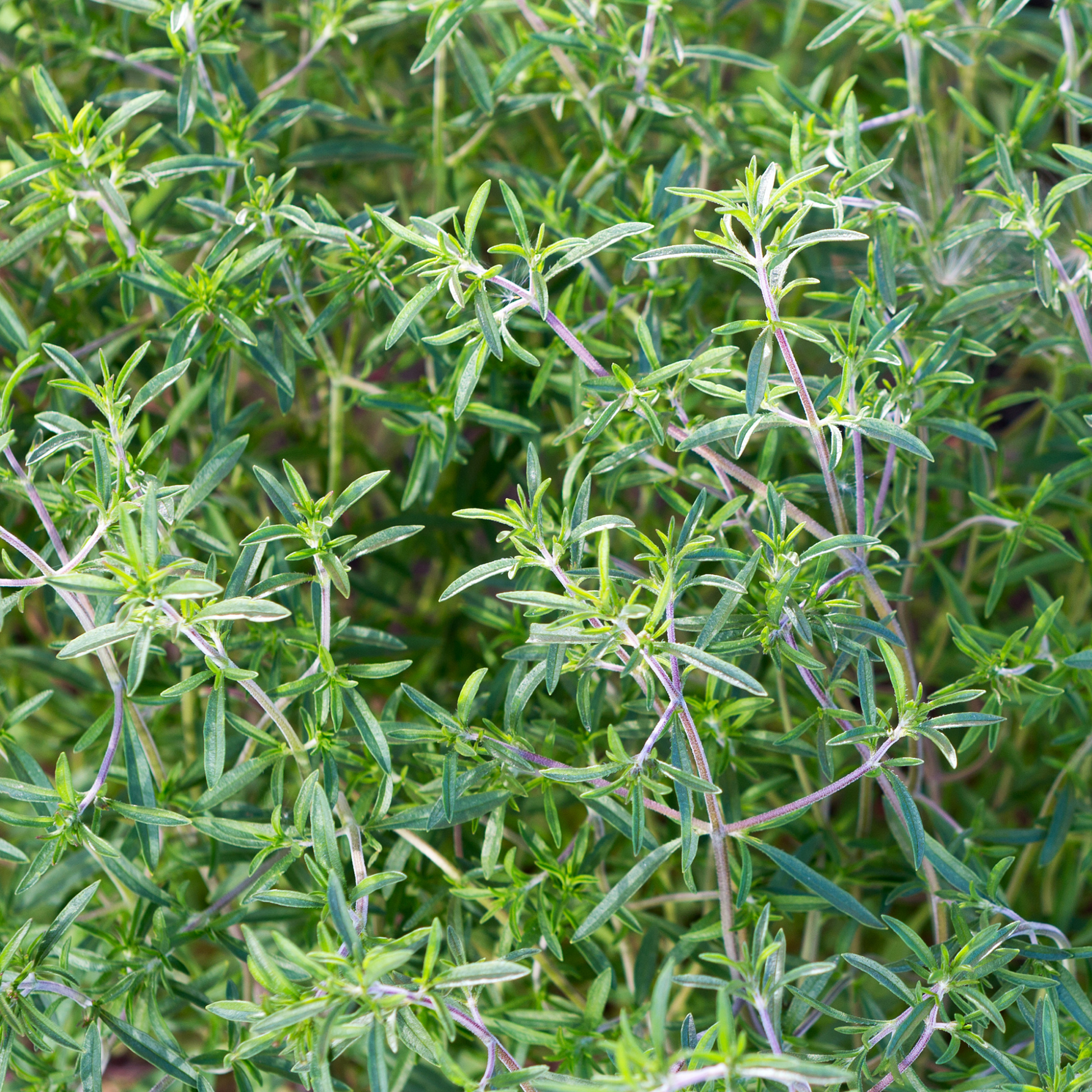 many stems of summer savoury with green herb leaves in an outdoor garden setting