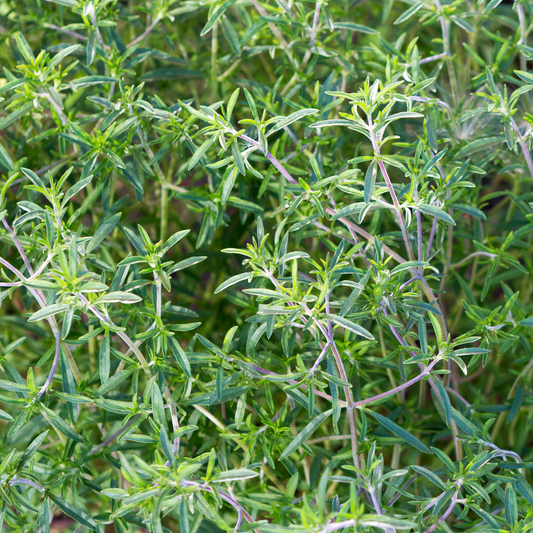 many stems of summer savoury with green herb leaves in an outdoor garden setting