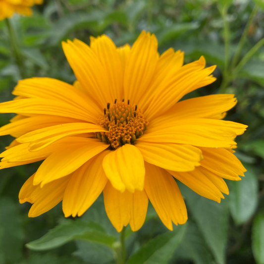 A close-up of a bright yellow summer sun false sunflower with multiple petals and a textured orange-yellow center, surrounded by soft green foliage.