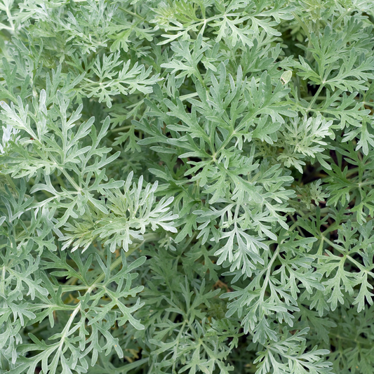 many pale green leaves of sunburn olympia Russian wormwood plants covering the entire screen